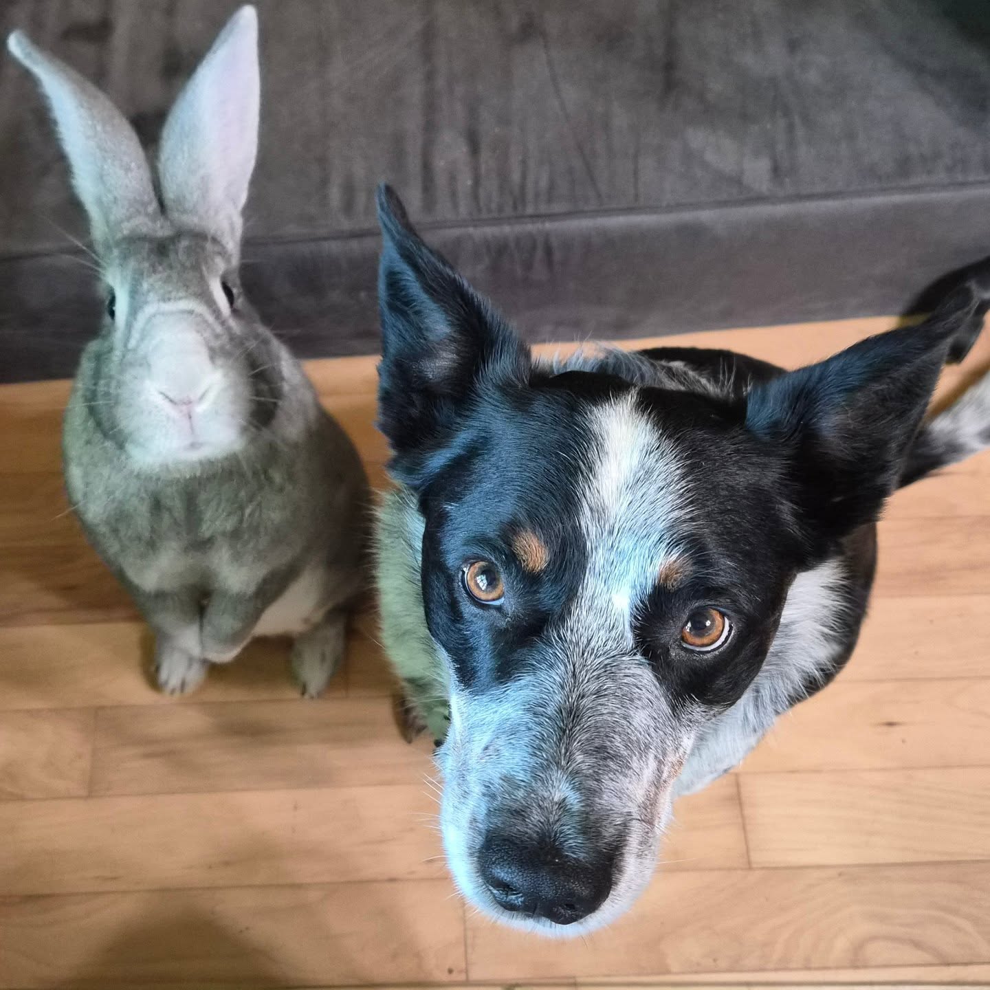 Tim Shane Open Heart Surgery